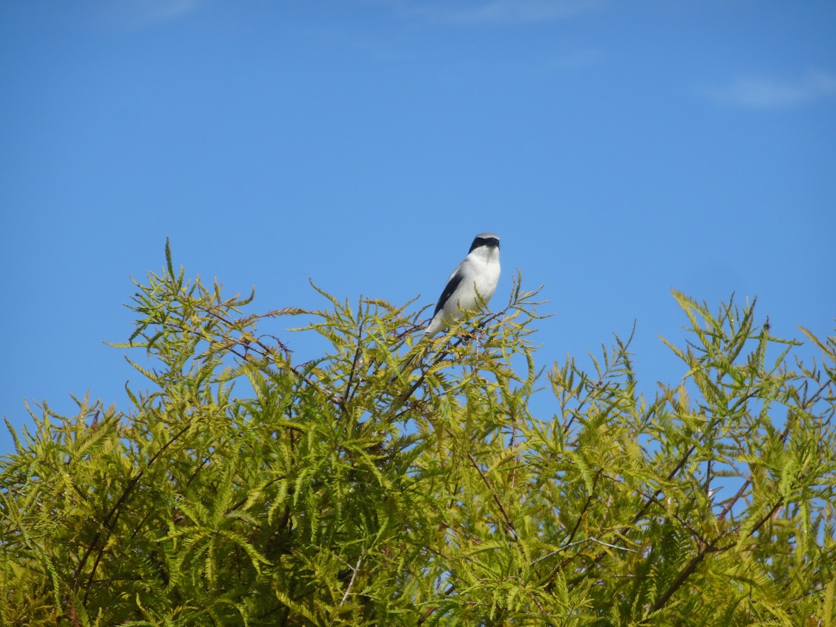 アメリカオオモズ - ML644698617