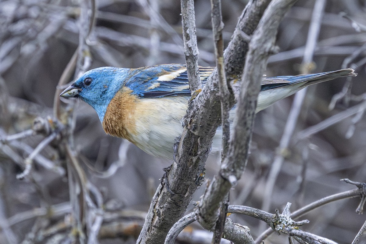 Lazuli Bunting - ML644698620