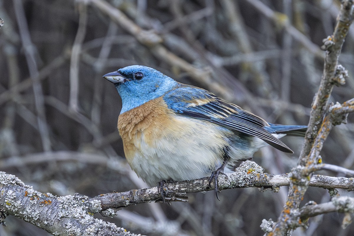 Lazuli Bunting - ML644698622