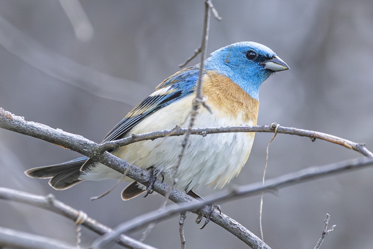 Lazuli Bunting - ML644698624
