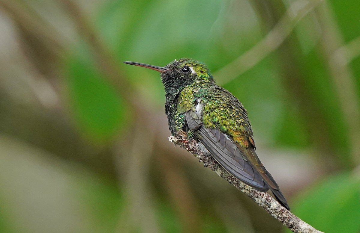 Émeraude de Ricord - ML644698630