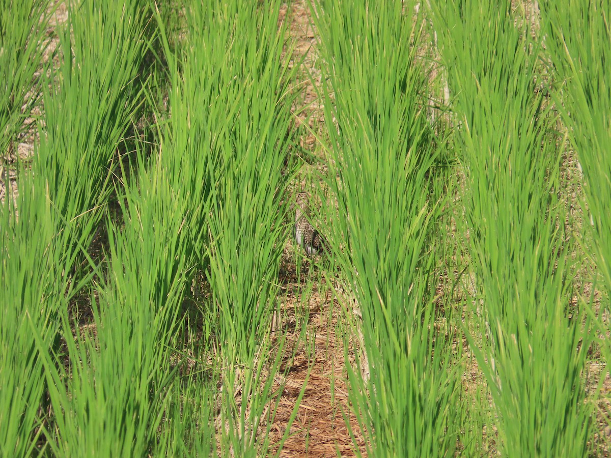 タカブシギ - ML644698645