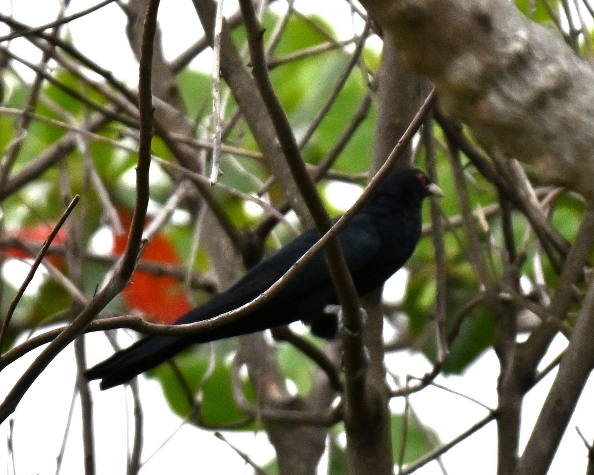 Коэль - ML644698653