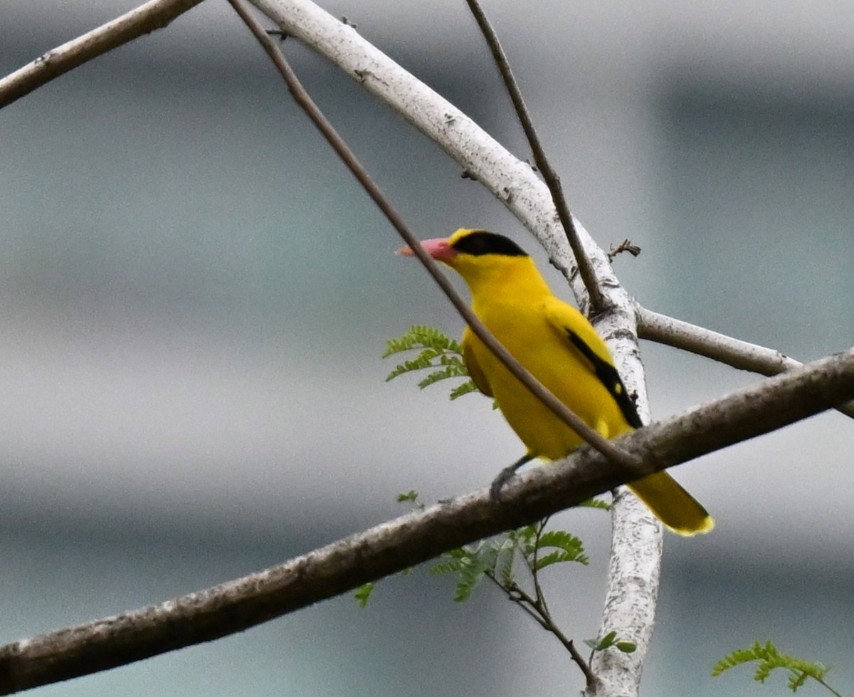 žluva černošíjná - ML644698655