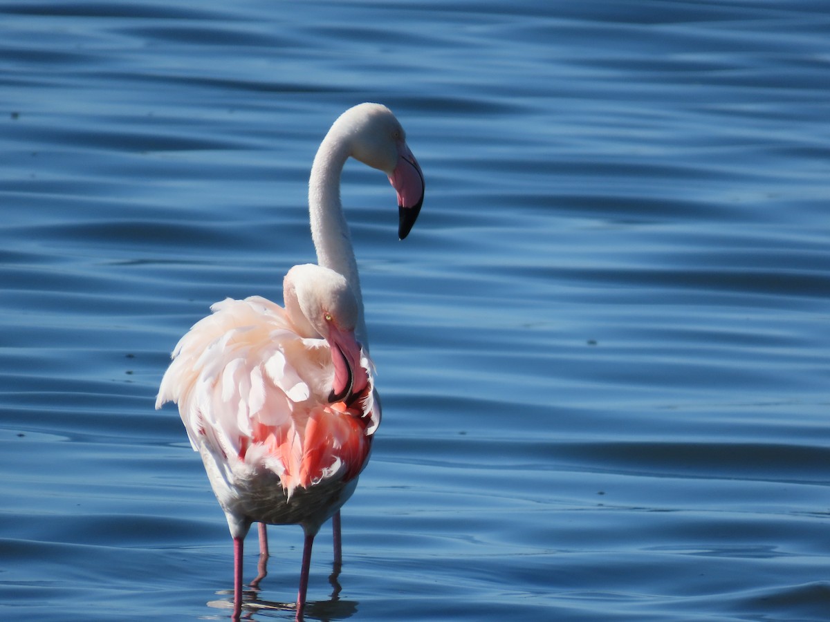 Flamenko handia - ML644698657