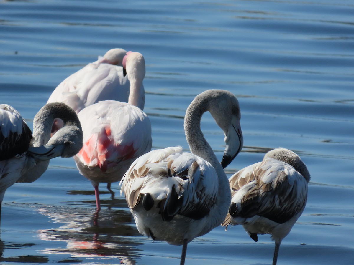 Flamenko handia - ML644698658