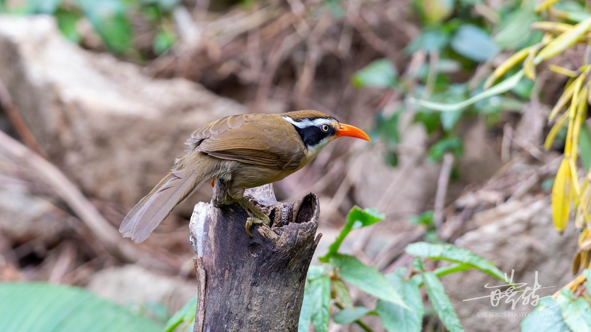 Brown-crowned Scimitar-Babbler - ML644698664