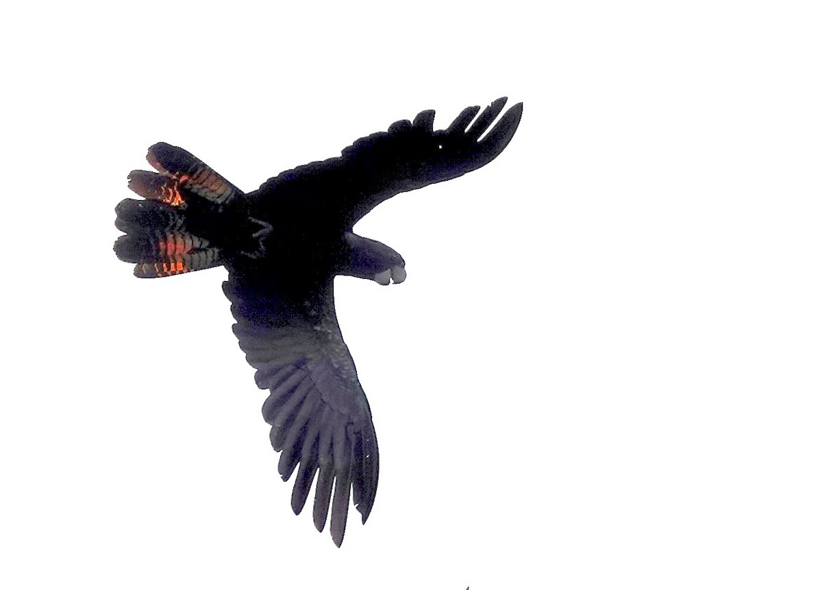 kakadu havraní - ML644698682