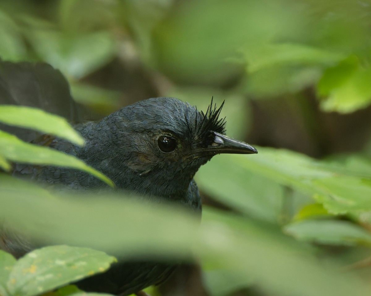 Сизый щетинколоб - ML644698688