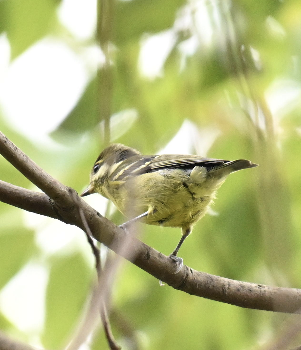 Yellow-bellied Tit - ML644698693
