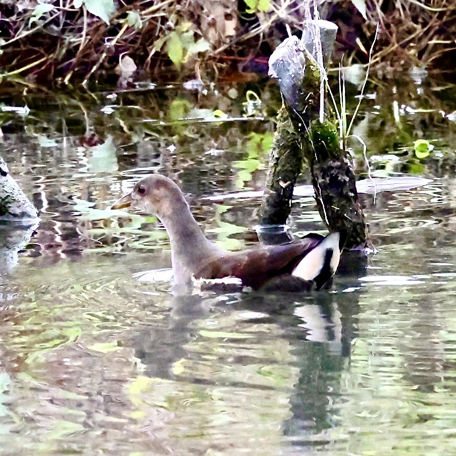 Курочка водяна - ML644698703