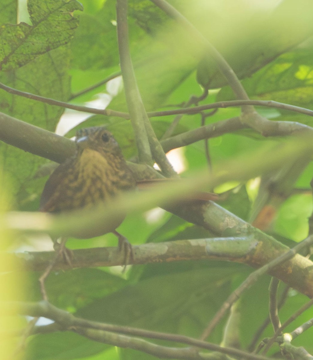 Eastern Woodhaunter - ML644698707