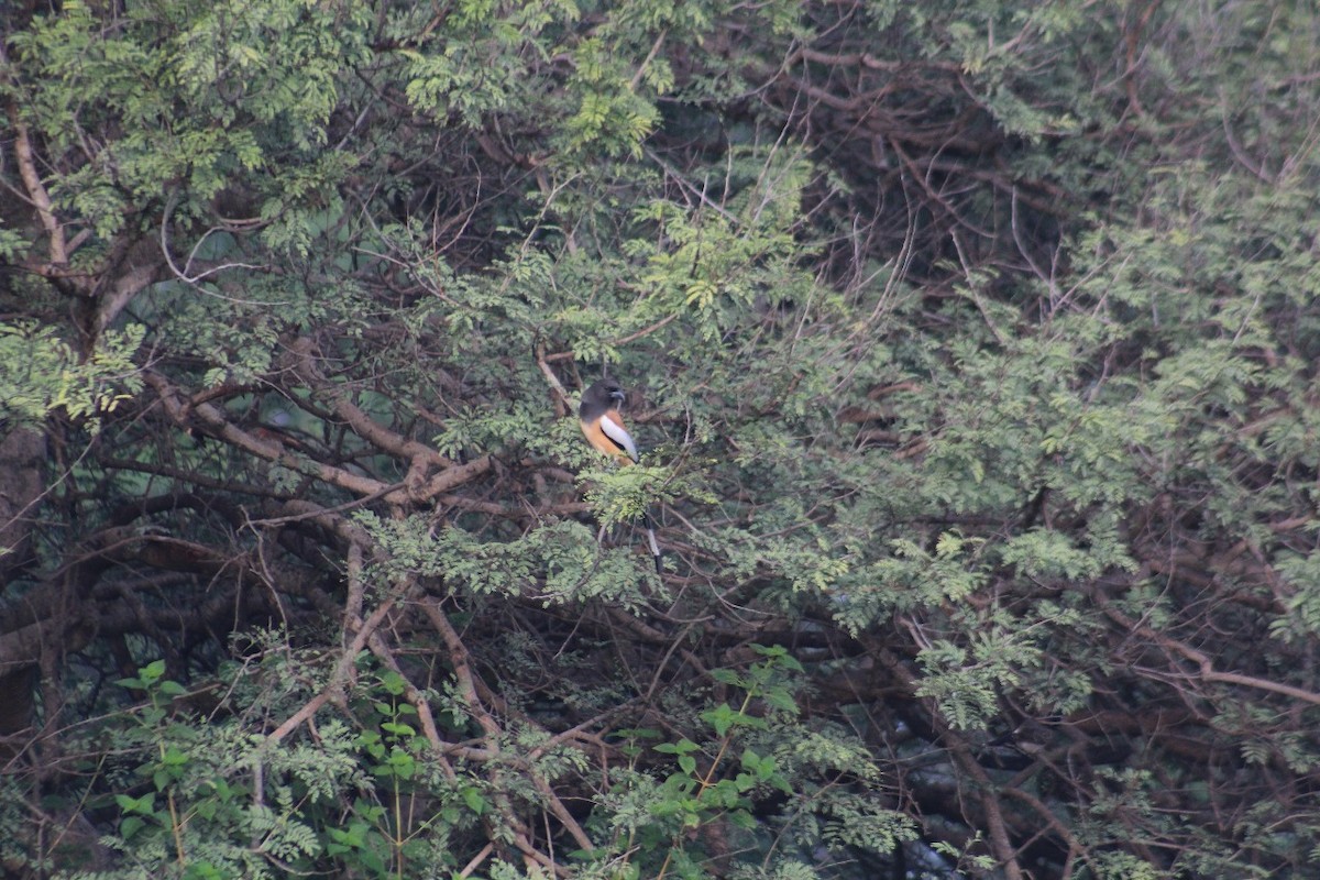 Rufous Treepie - ML644698732