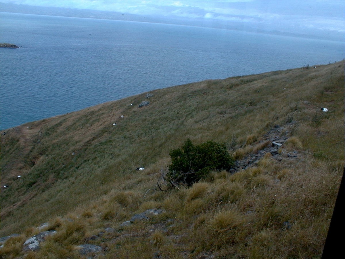 Northern Royal Albatross - ML644698734