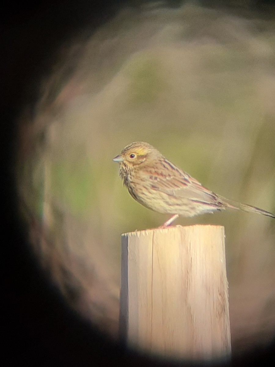 Cirl Bunting - ML644698745