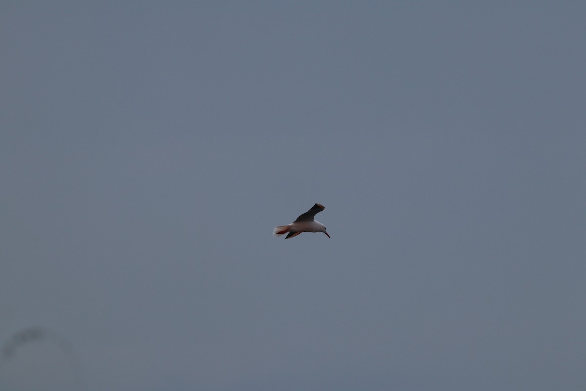 Морской голубок - ML644698756