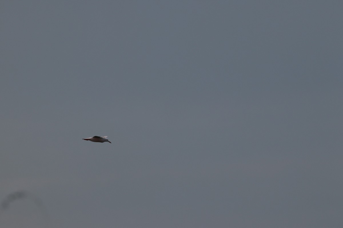 Морской голубок - ML644698757