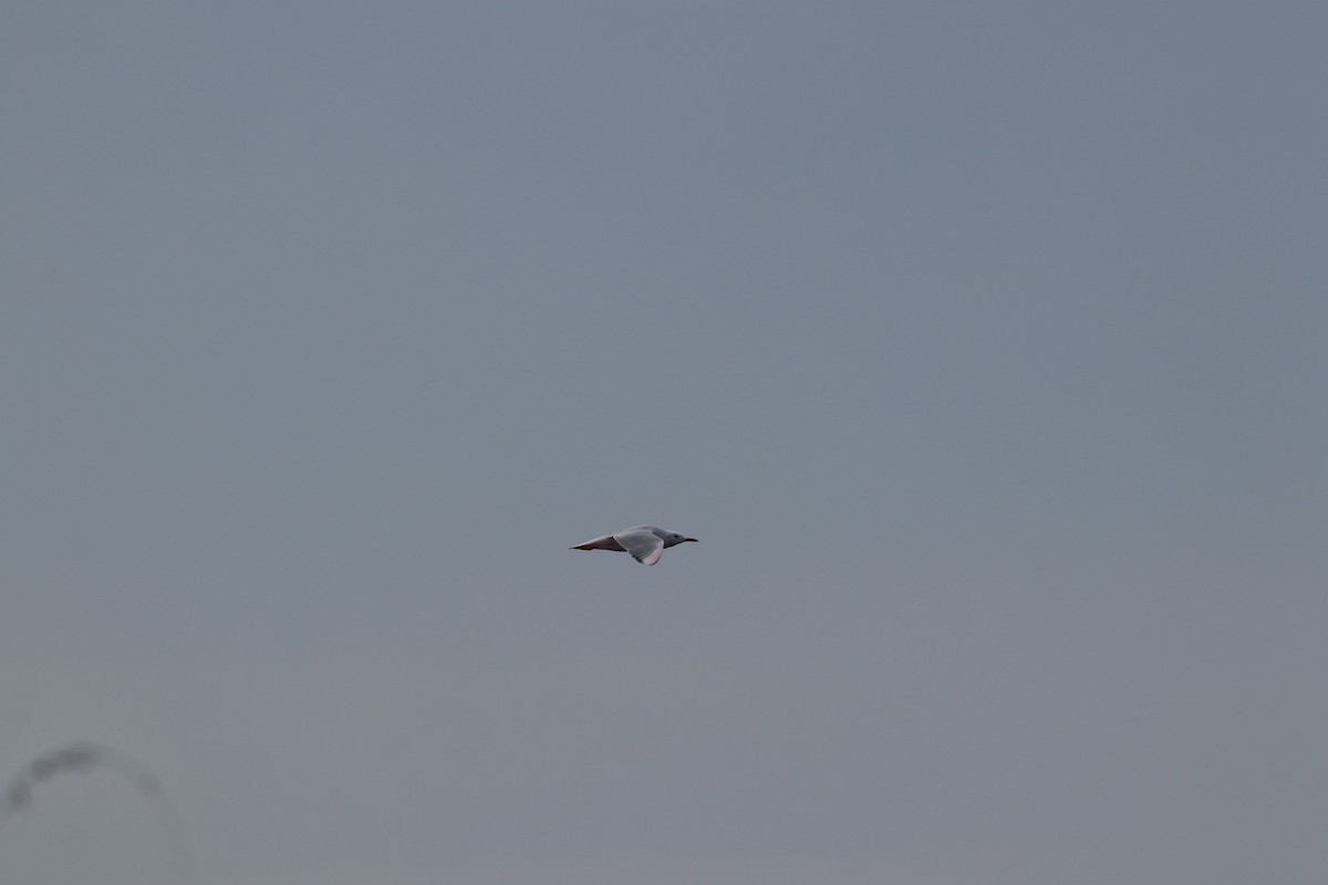 Морской голубок - ML644698758