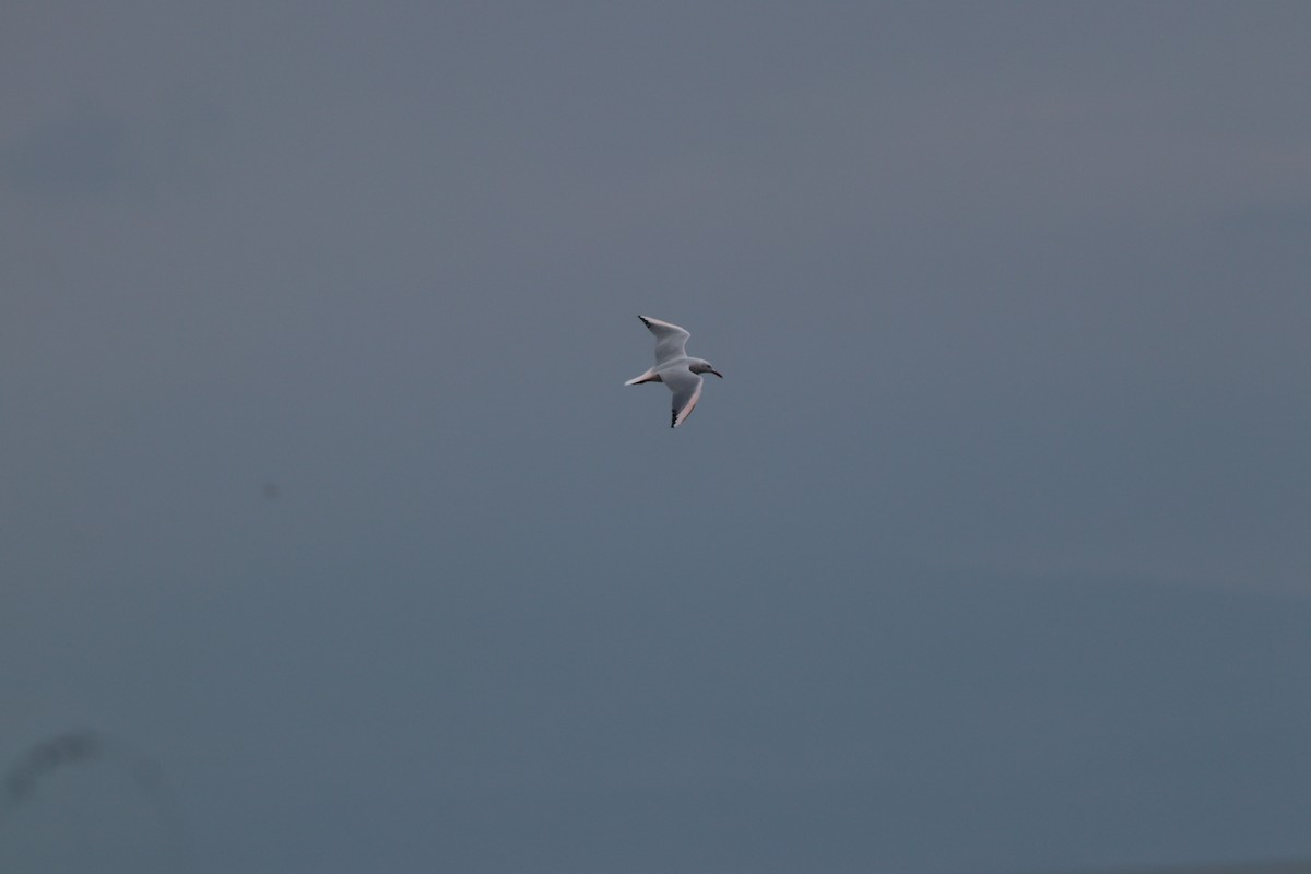 Морской голубок - ML644698759