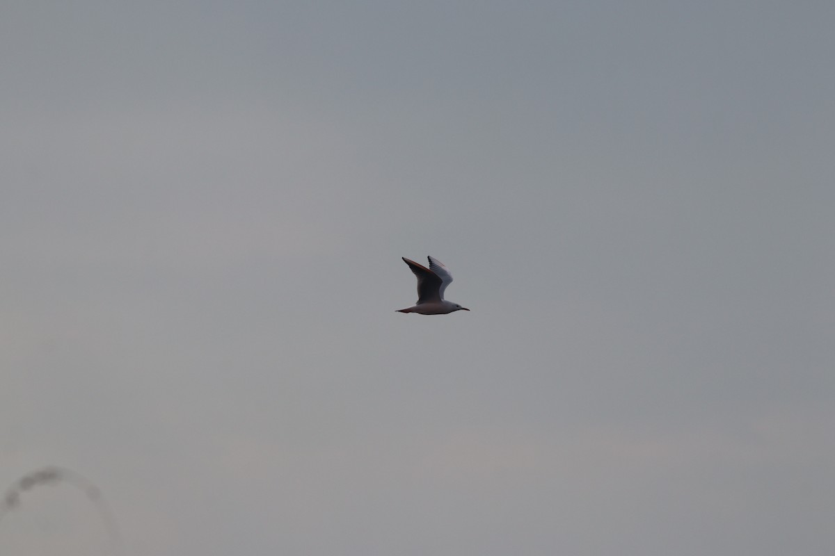 Морской голубок - ML644698761