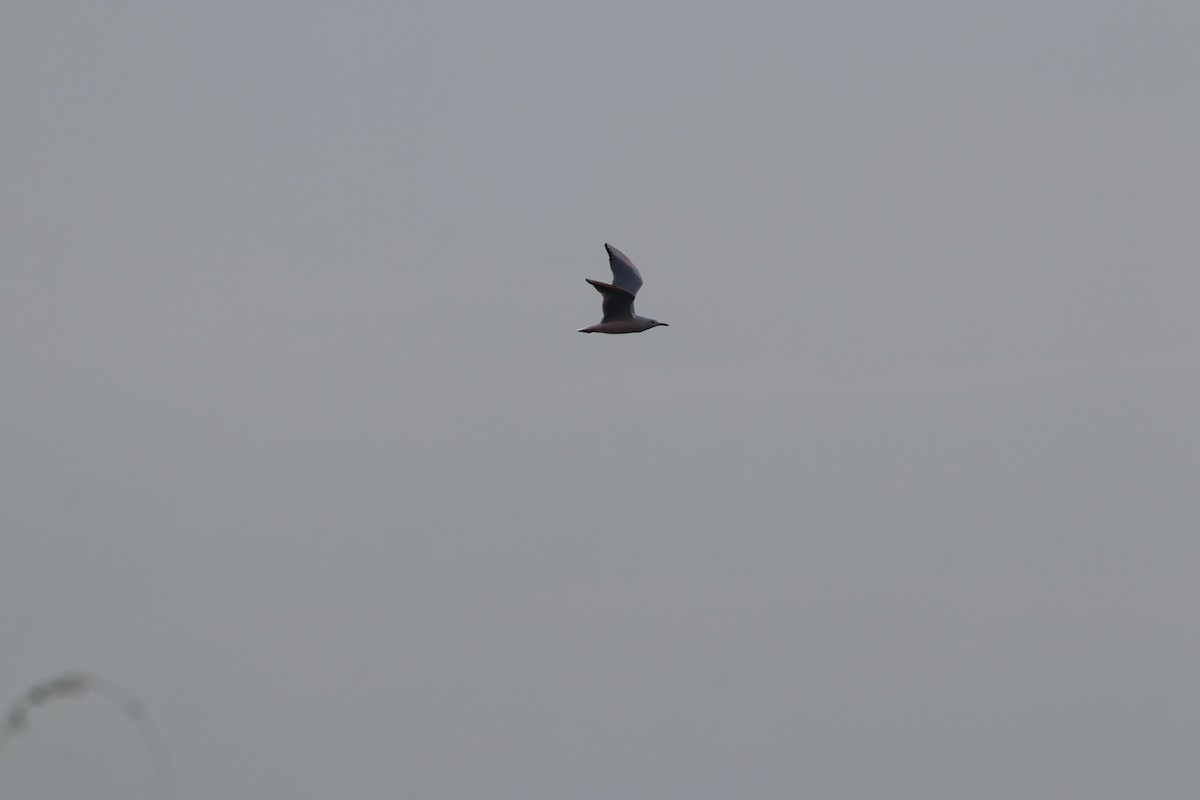 Морской голубок - ML644698762