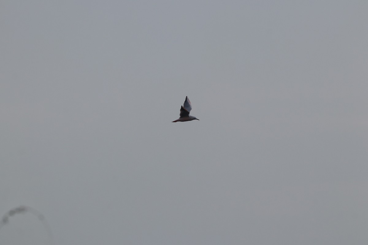 Морской голубок - ML644698764