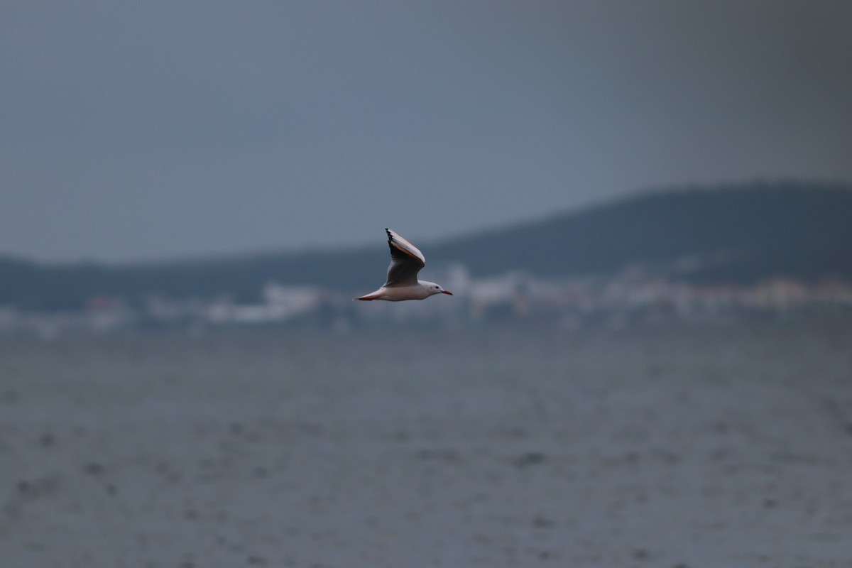 Морской голубок - ML644698765