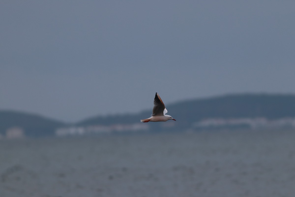 Морской голубок - ML644698766