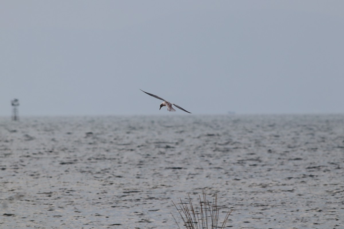 Морской голубок - ML644698767