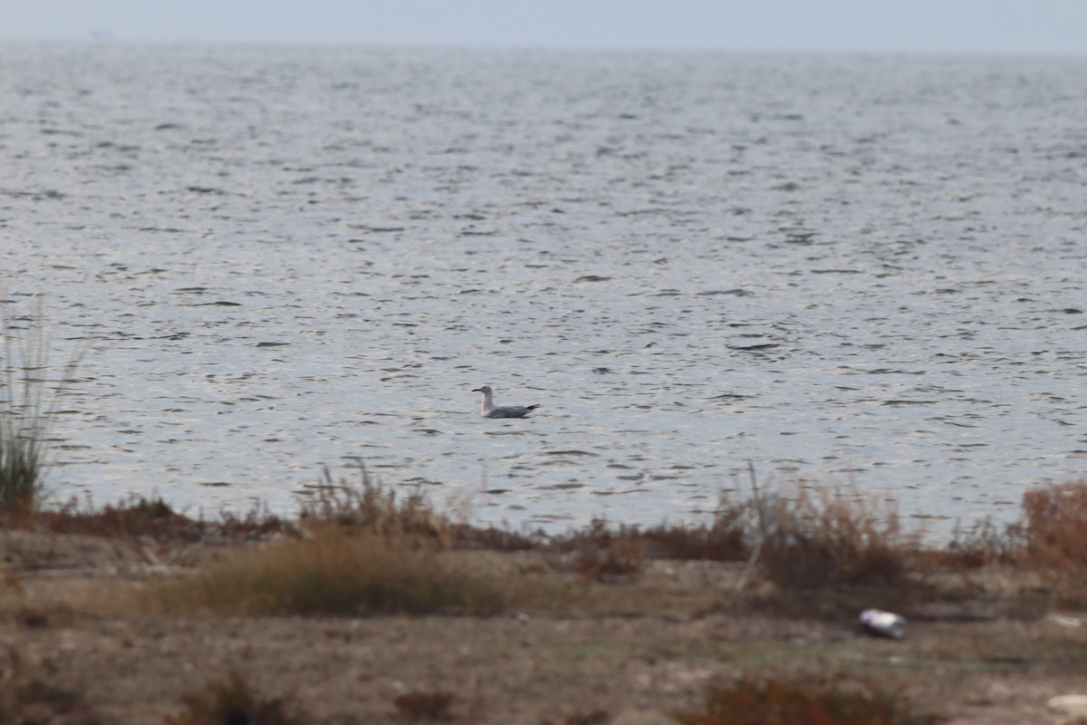 Морской голубок - ML644698768