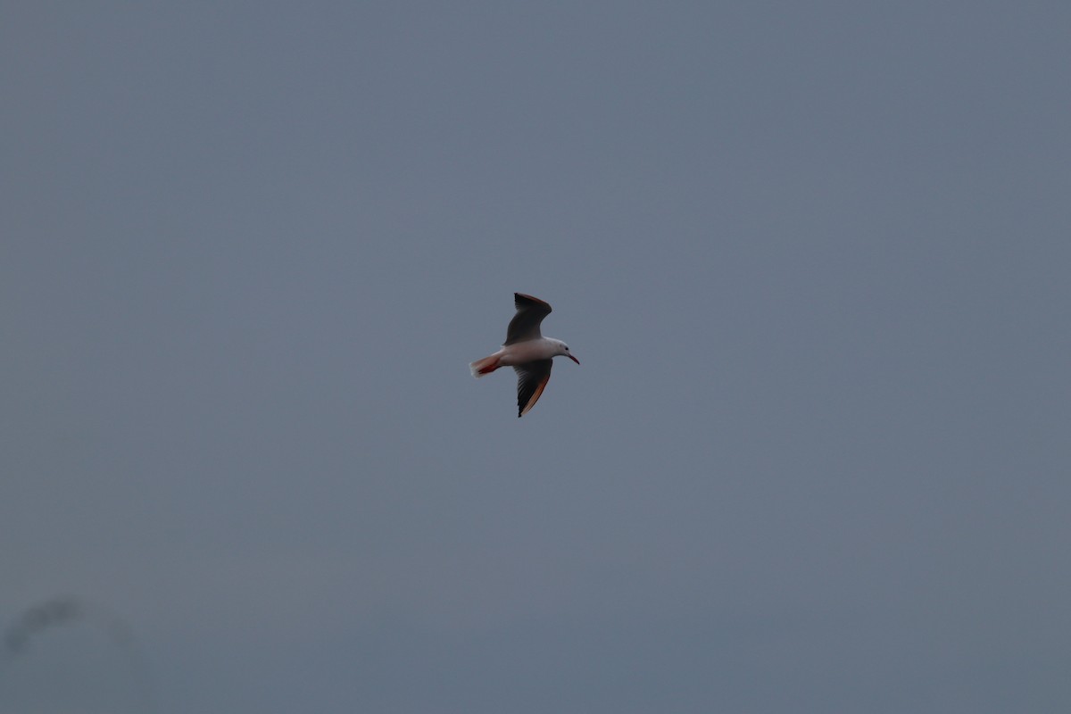 Морской голубок - ML644698769