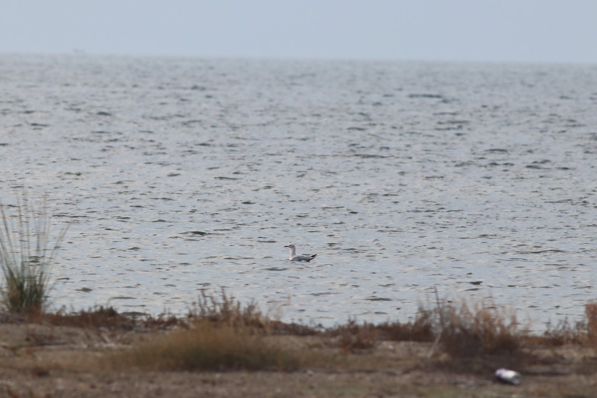 Морской голубок - ML644698770