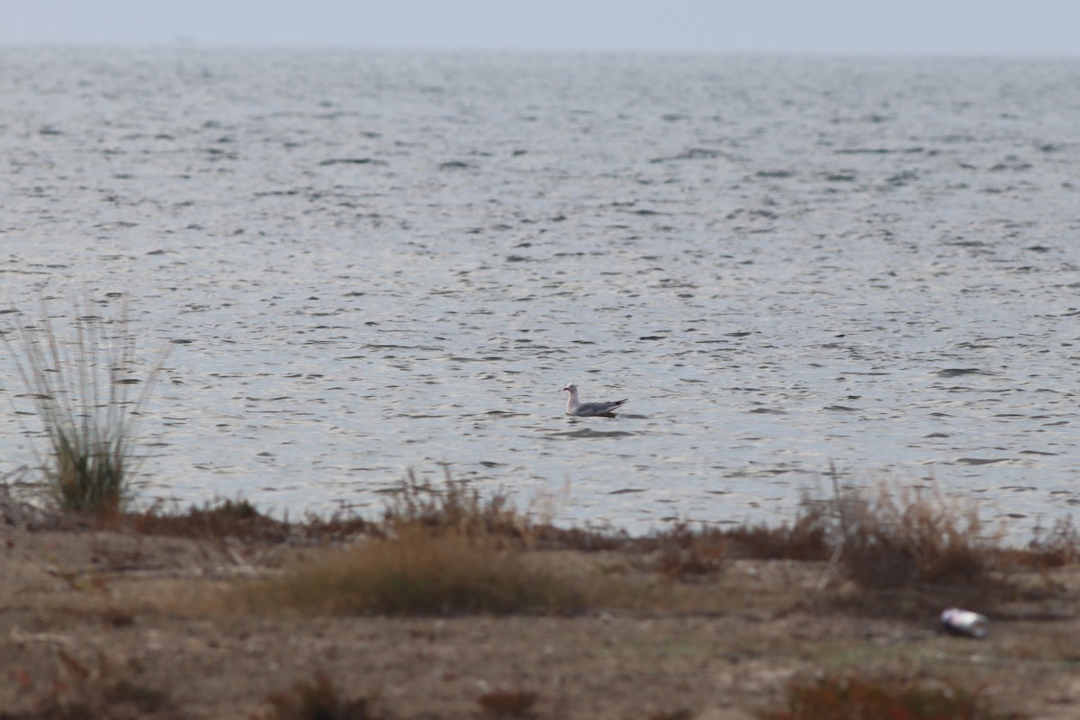 Морской голубок - ML644698771