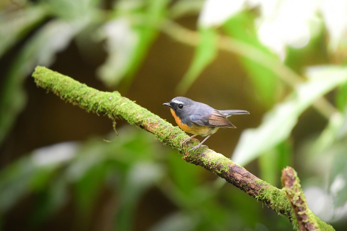 Snowy-browed Flycatcher - ML644698773