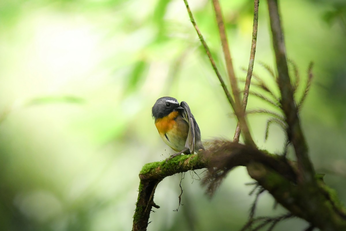Snowy-browed Flycatcher - ML644698774