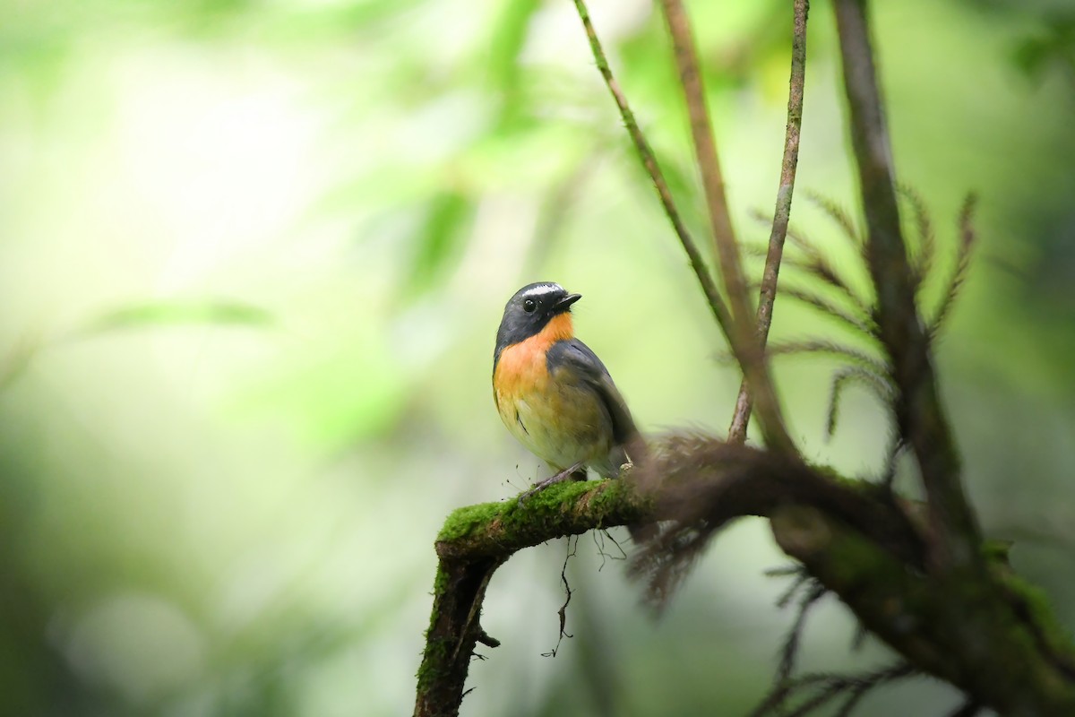 Snowy-browed Flycatcher - ML644698775