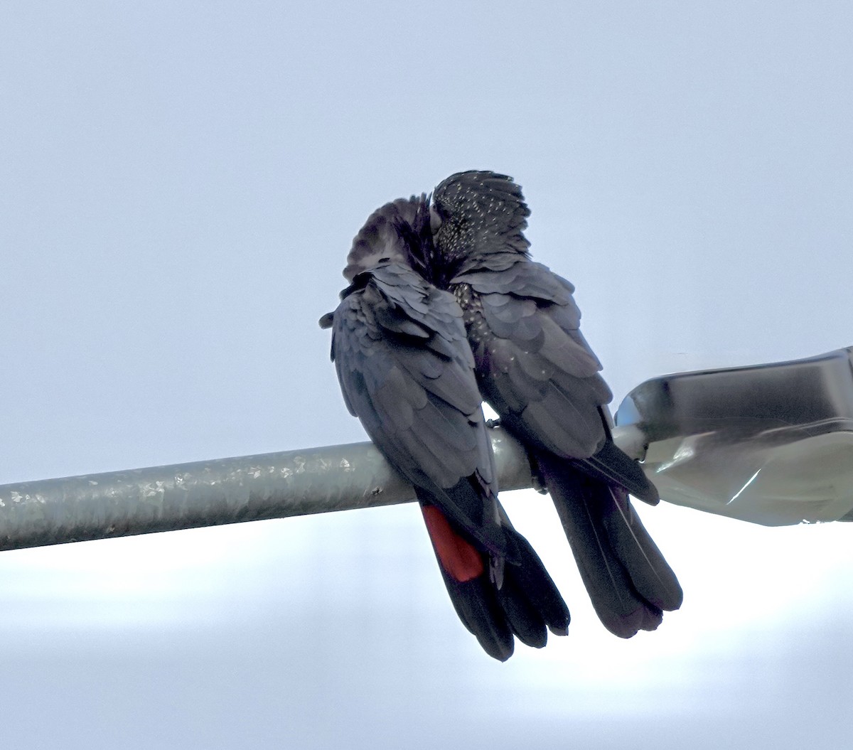 kakadu havraní - ML644698778