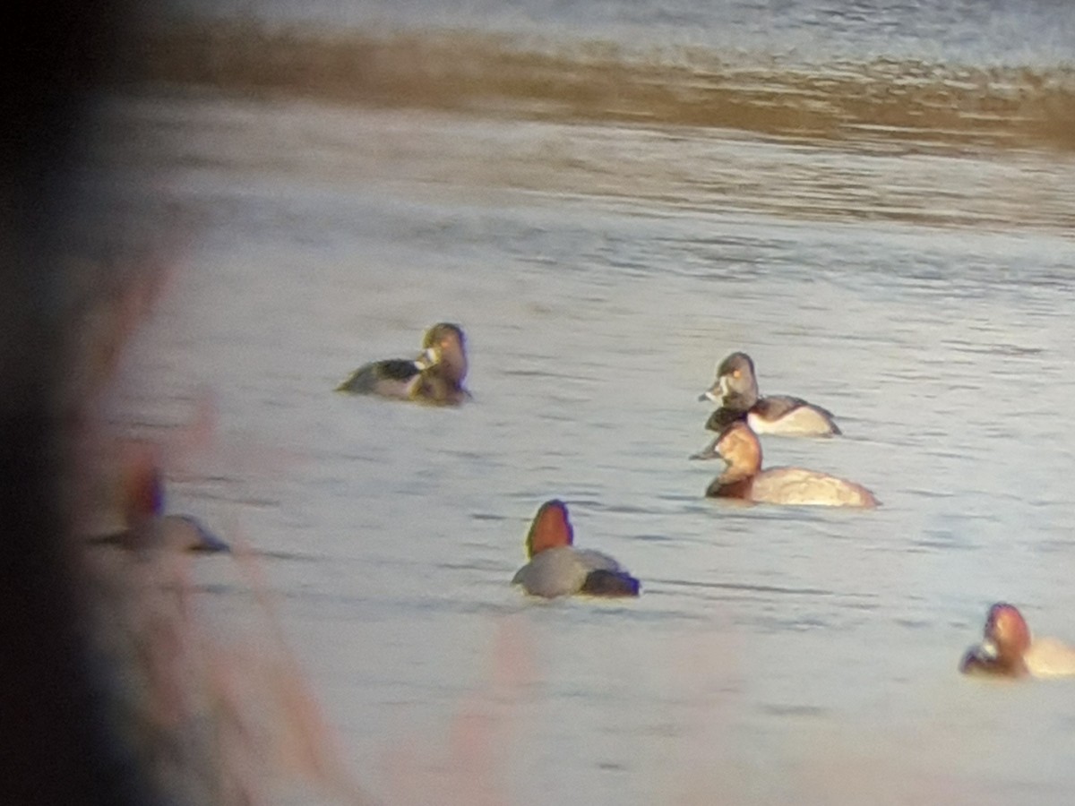 Ring-necked Duck - ML644698779