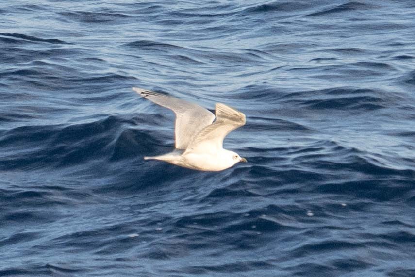 Mouette mélanocéphale - ML644698784