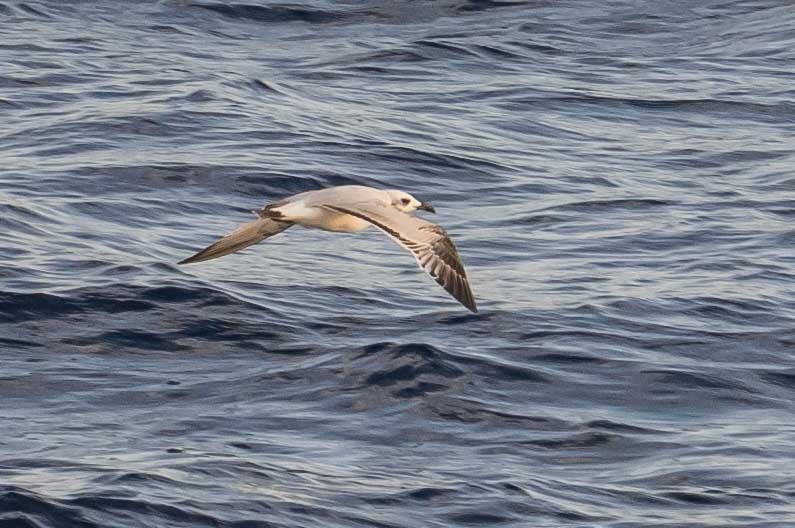 Mouette mélanocéphale - ML644698785