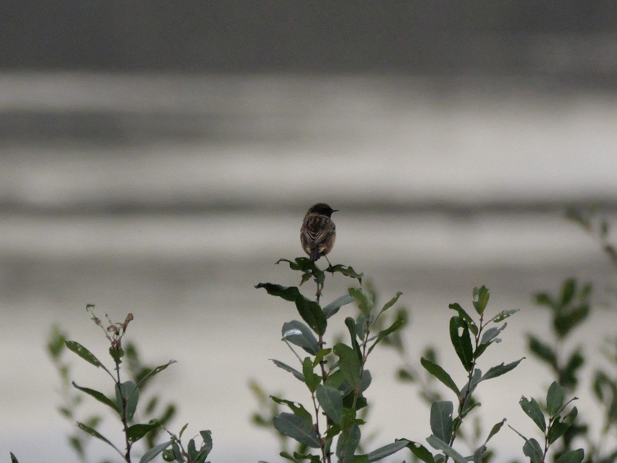 European Stonechat - ML644698792