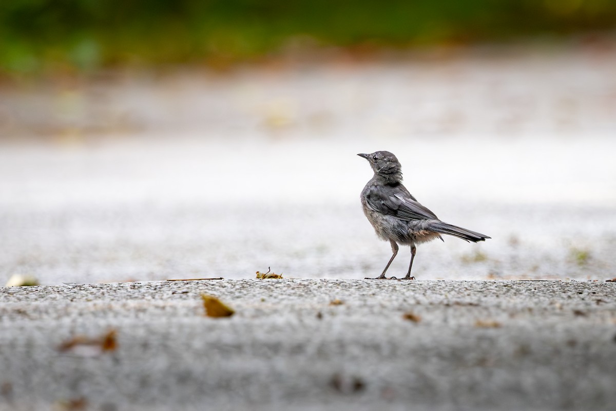 drozdec černohlavý - ML644698811