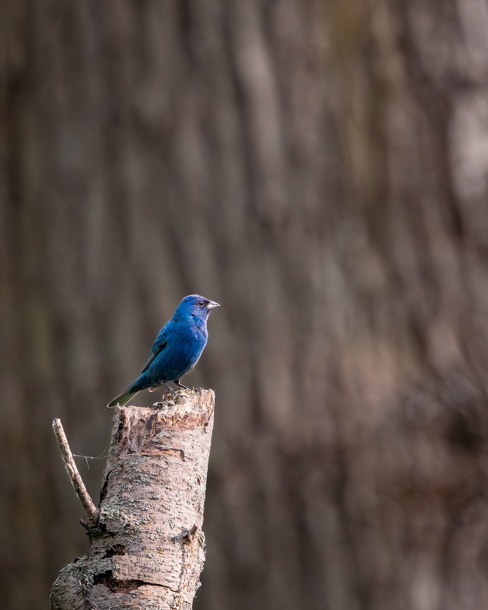 indigospurv - ML644698820