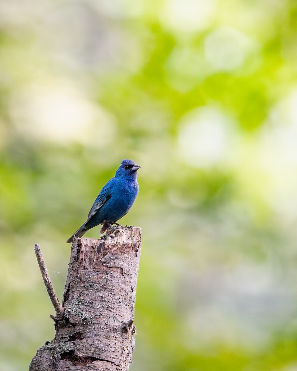 indigospurv - ML644698821