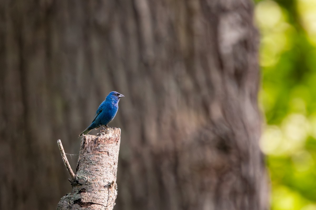 indigospurv - ML644698822