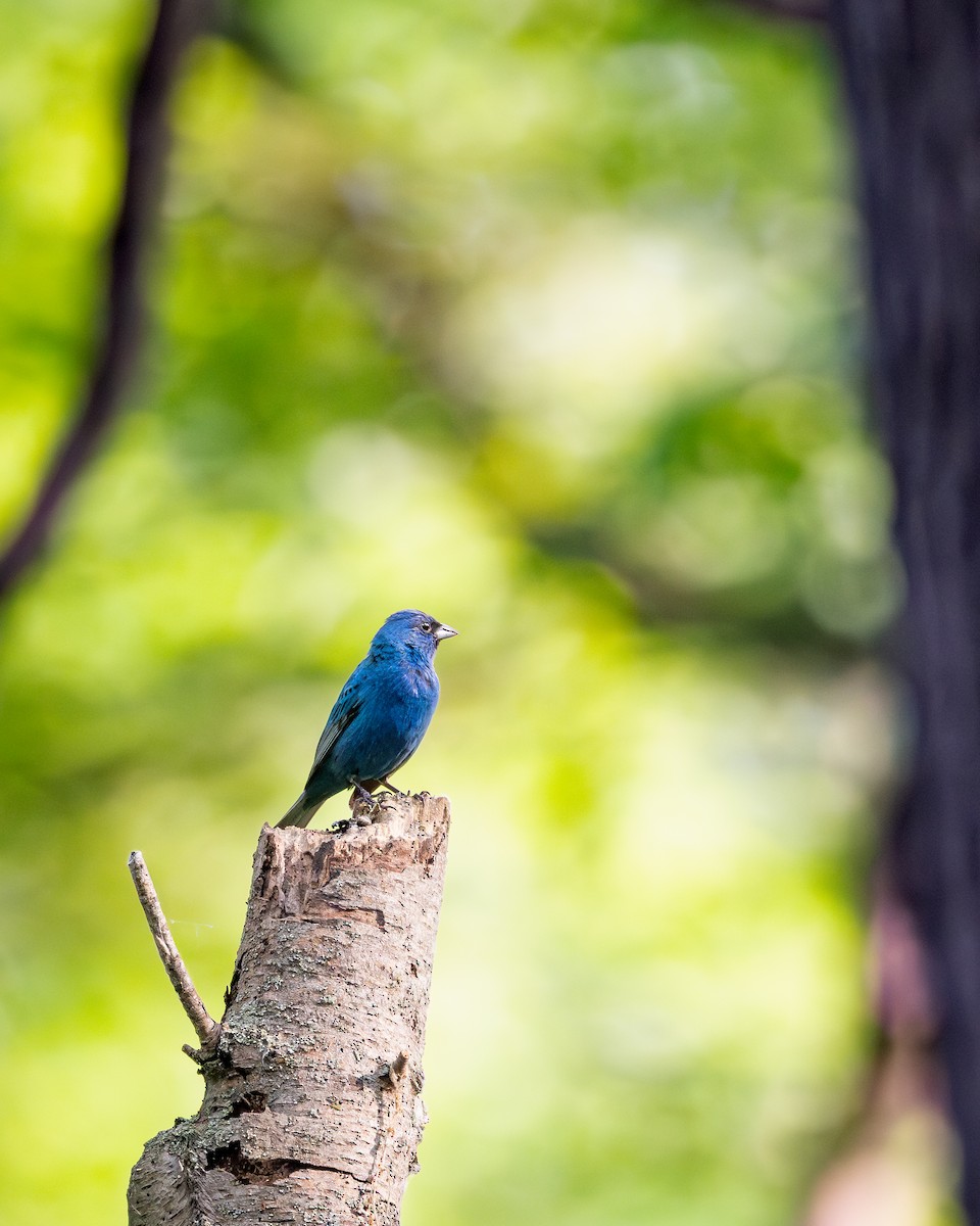 indigospurv - ML644698823