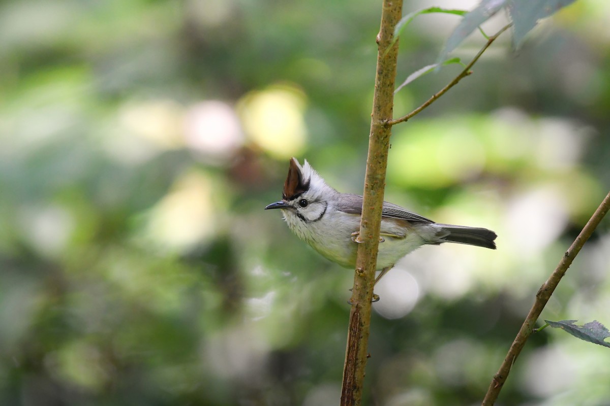 Taiwan Yuhina - ML644698832