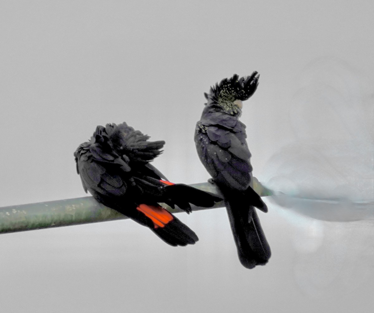 kakadu havraní - ML644698845