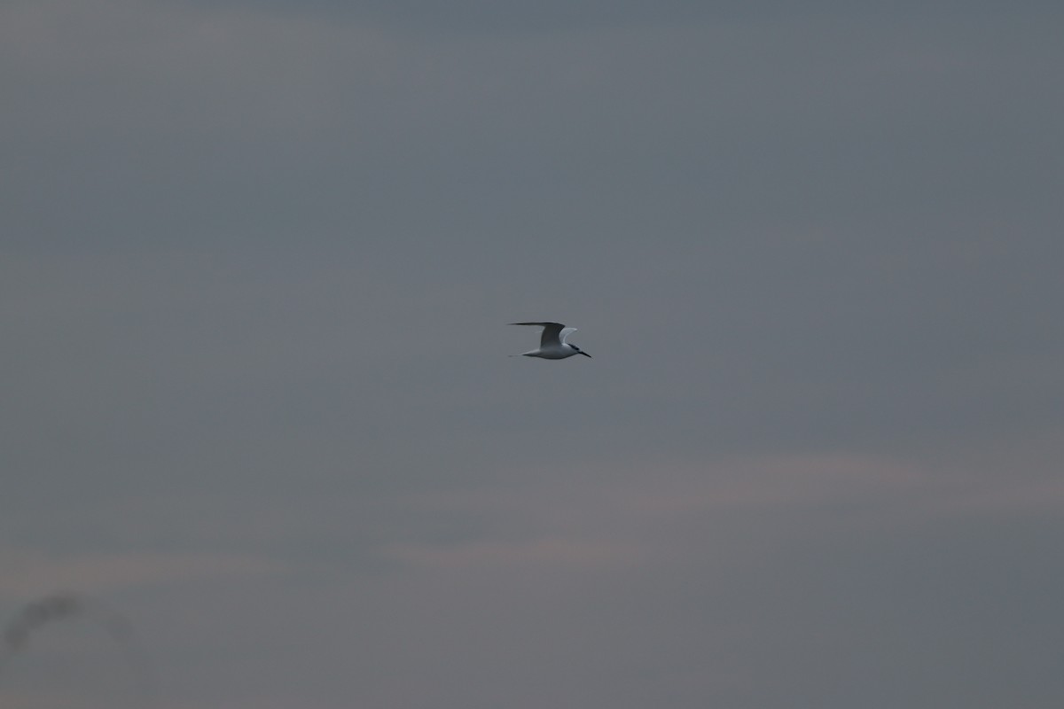 Sterne caugek - ML644698846