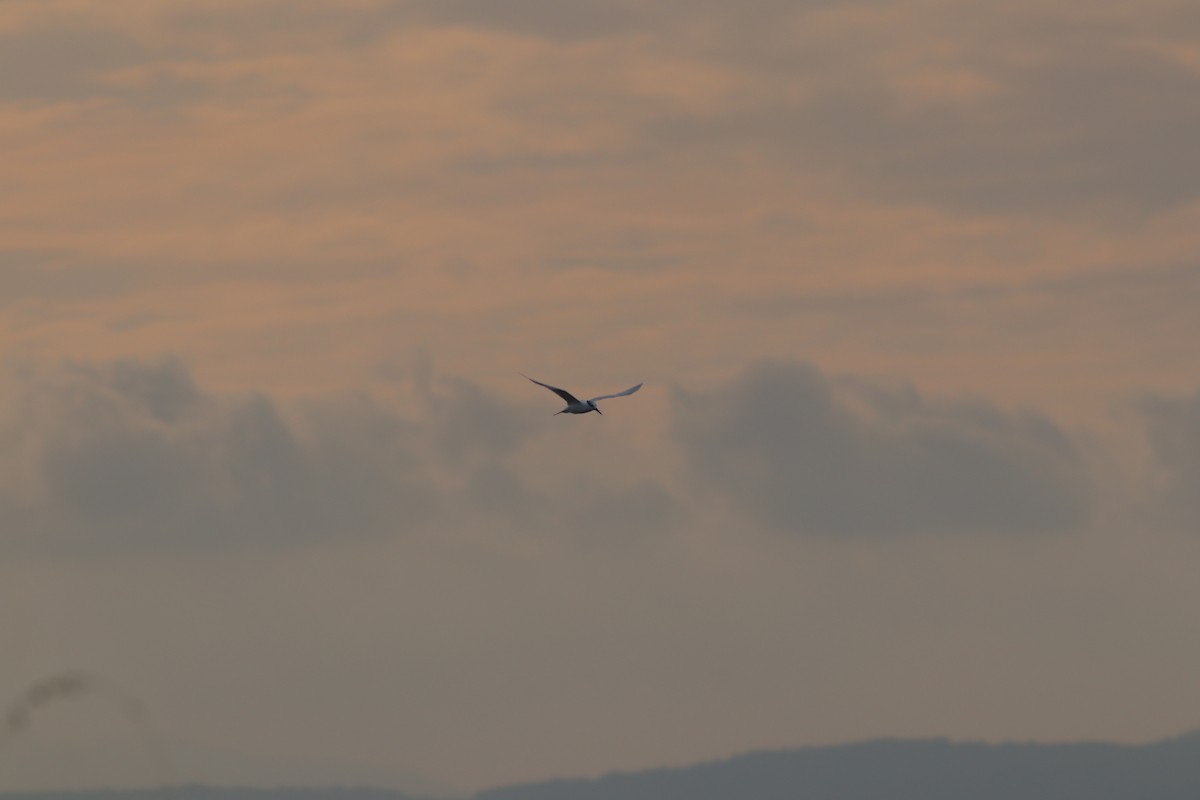 Sterne caugek - ML644698847